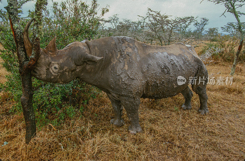 黑犀牛或钩唇犀牛(Diceros bicornis)是犀牛的一种，原产于非洲东部和南部。肯尼亚Ol Pejeta保护区也被称为甜水野生动物保护区